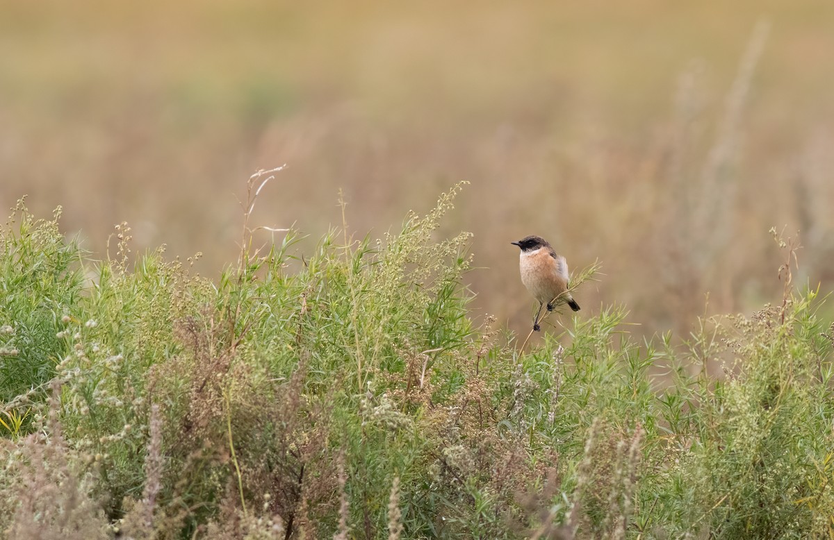 Amur Stonechat - ML614880967