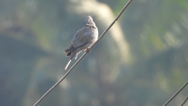 Eurasian Collared-Dove - ML614881087