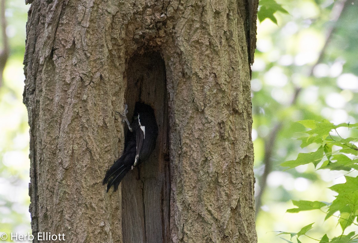Pileated Woodpecker - ML61488111