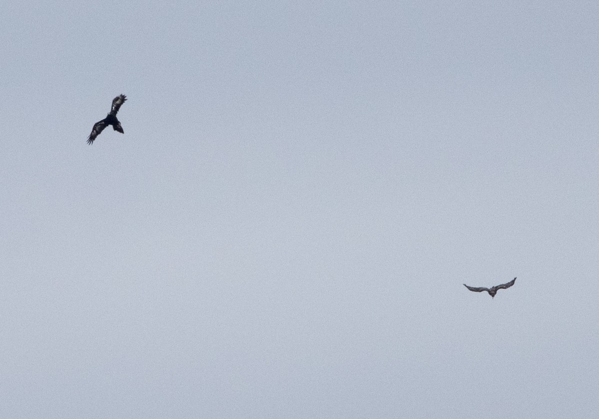 Wedge-tailed Eagle - ML614881136