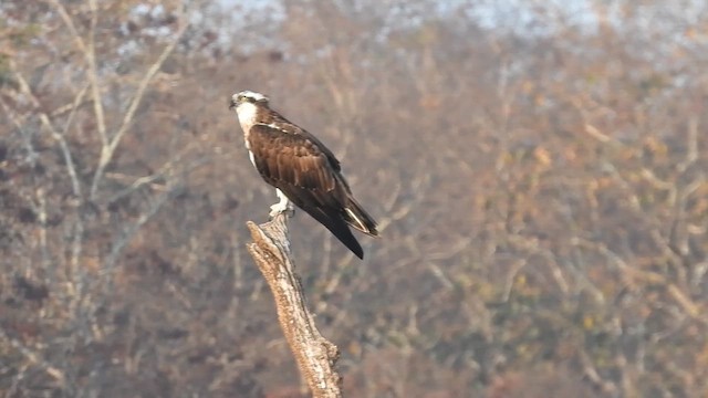 Osprey - ML614881139