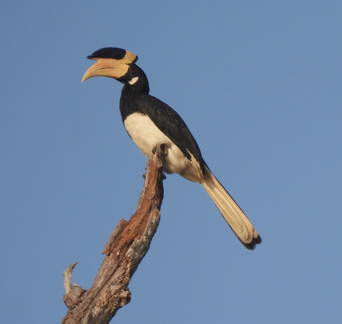 Malabar Pied-Hornbill - Sahana M