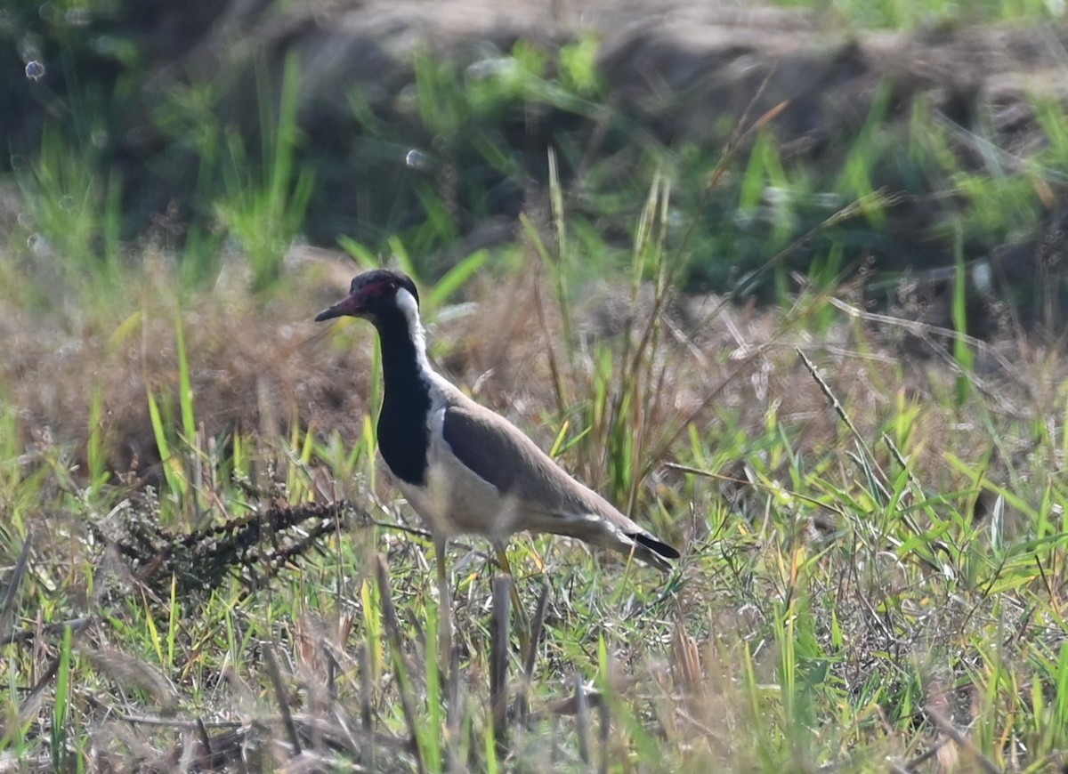 Red-wattled Lapwing - ML614881181