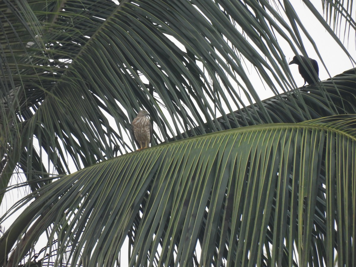 Accipiter sp. - shyamkumar puravankara