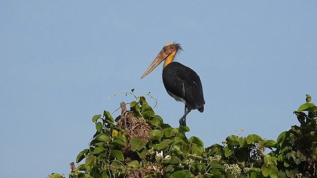 Lesser Adjutant - ML614881195