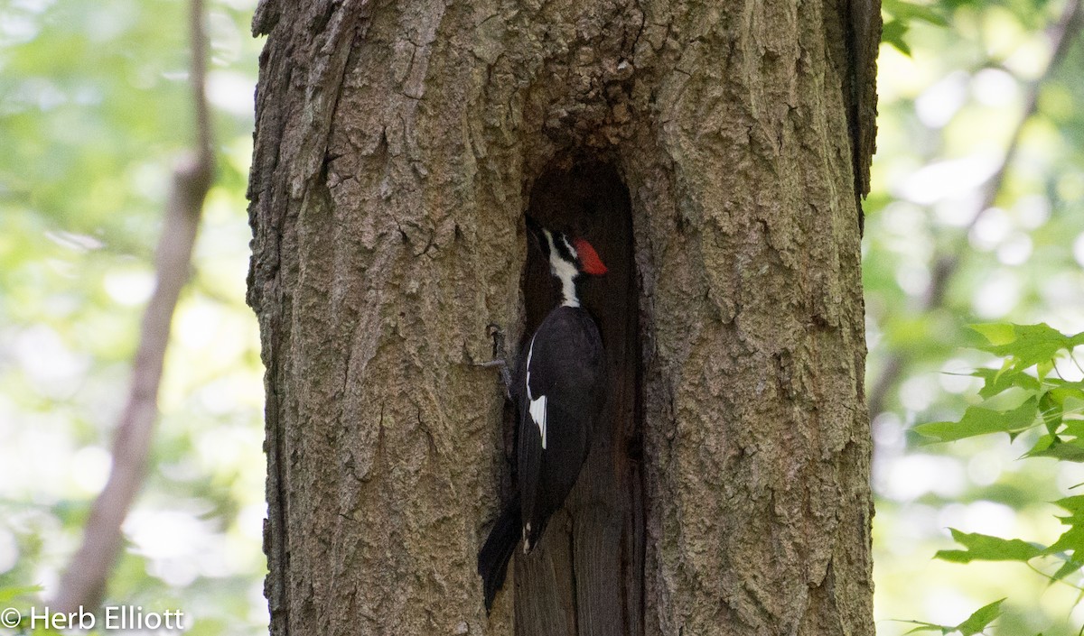 Pileated Woodpecker - ML61488121