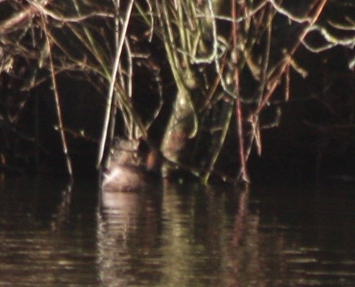 Little Grebe (Little) - Avery Chan