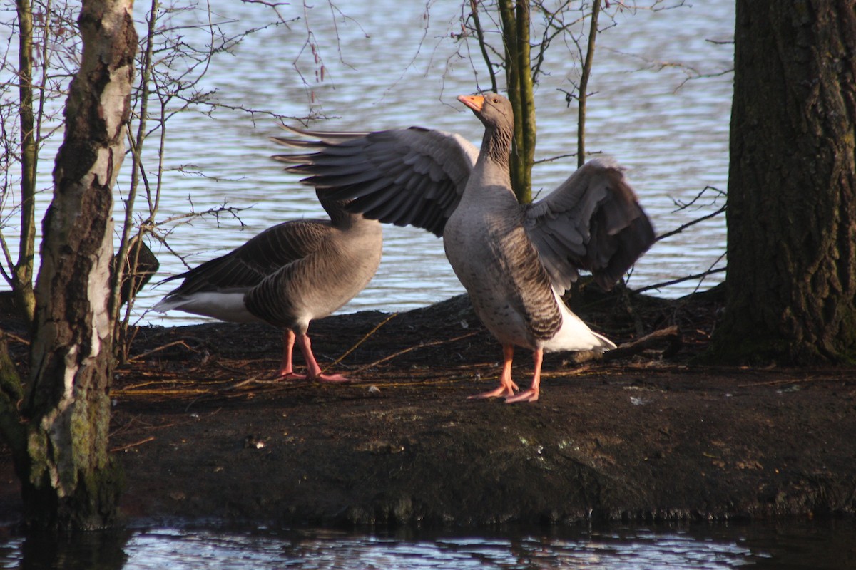 Graylag Goose - ML614881259