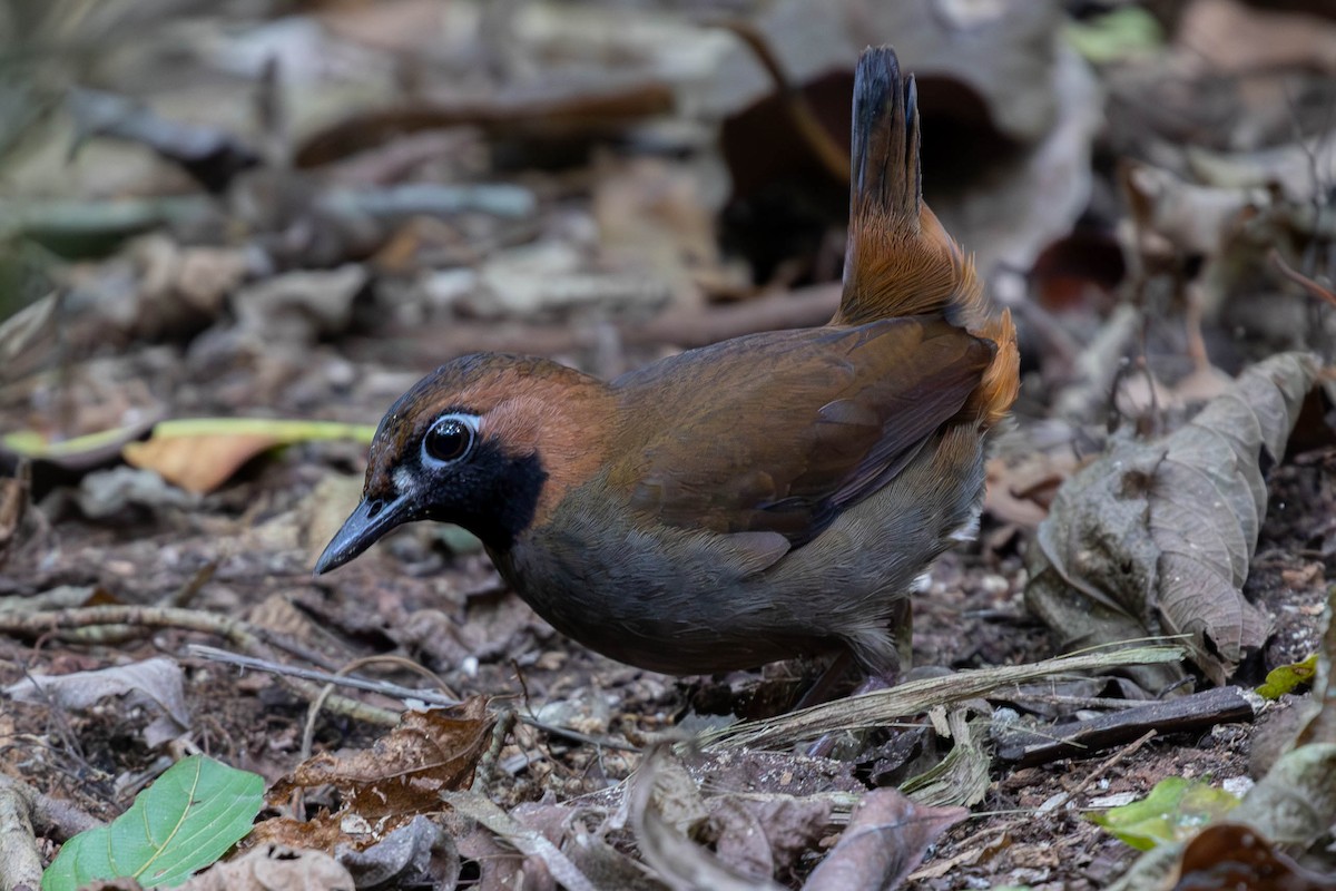 Black-faced Antthrush (Central American) - ML614881294