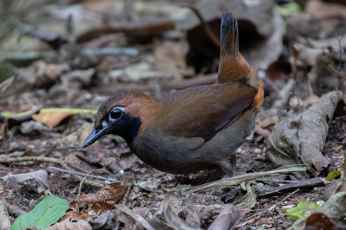 Black-faced Antthrush (Central American) - Josanel Sugasti -photographyandbirdingtourspanama