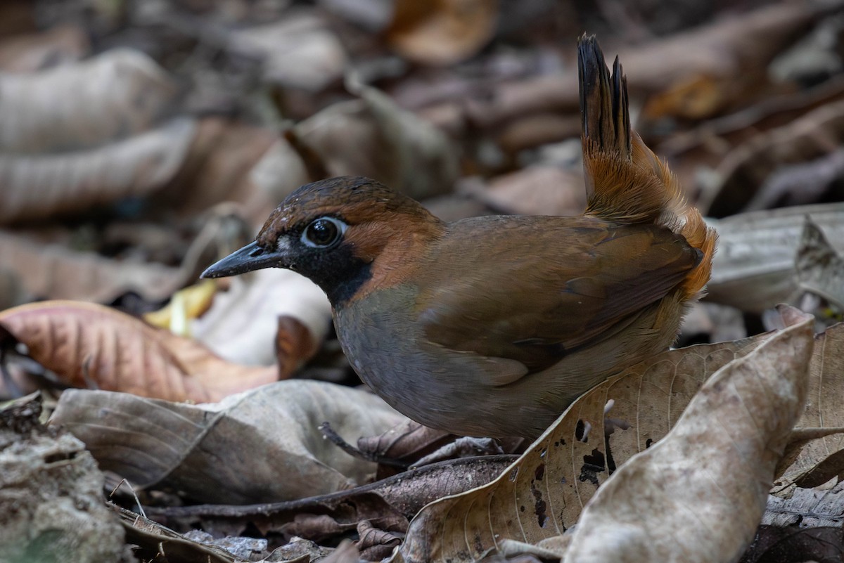 Black-faced Antthrush (Central American) - Josanel Sugasti -photographyandbirdingtourspanama