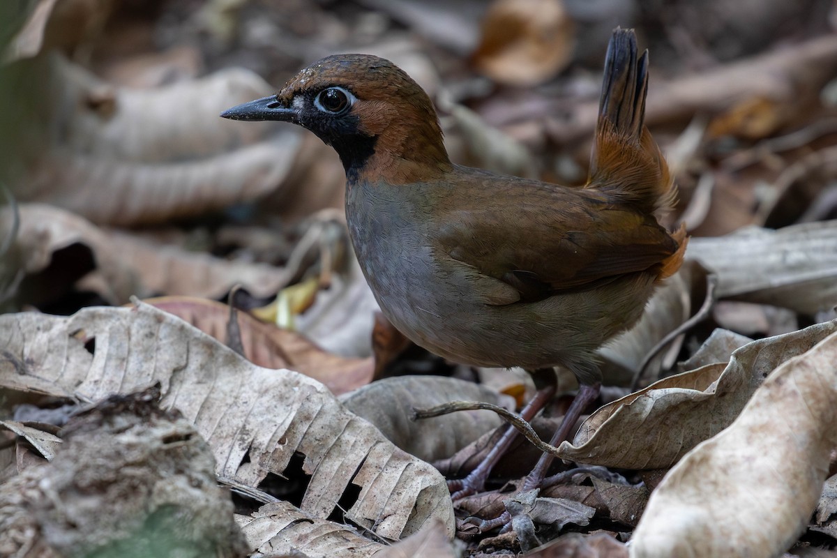 Black-faced Antthrush (Central American) - ML614881298