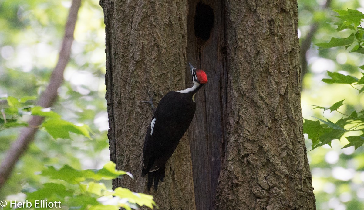 Pileated Woodpecker - ML61488131