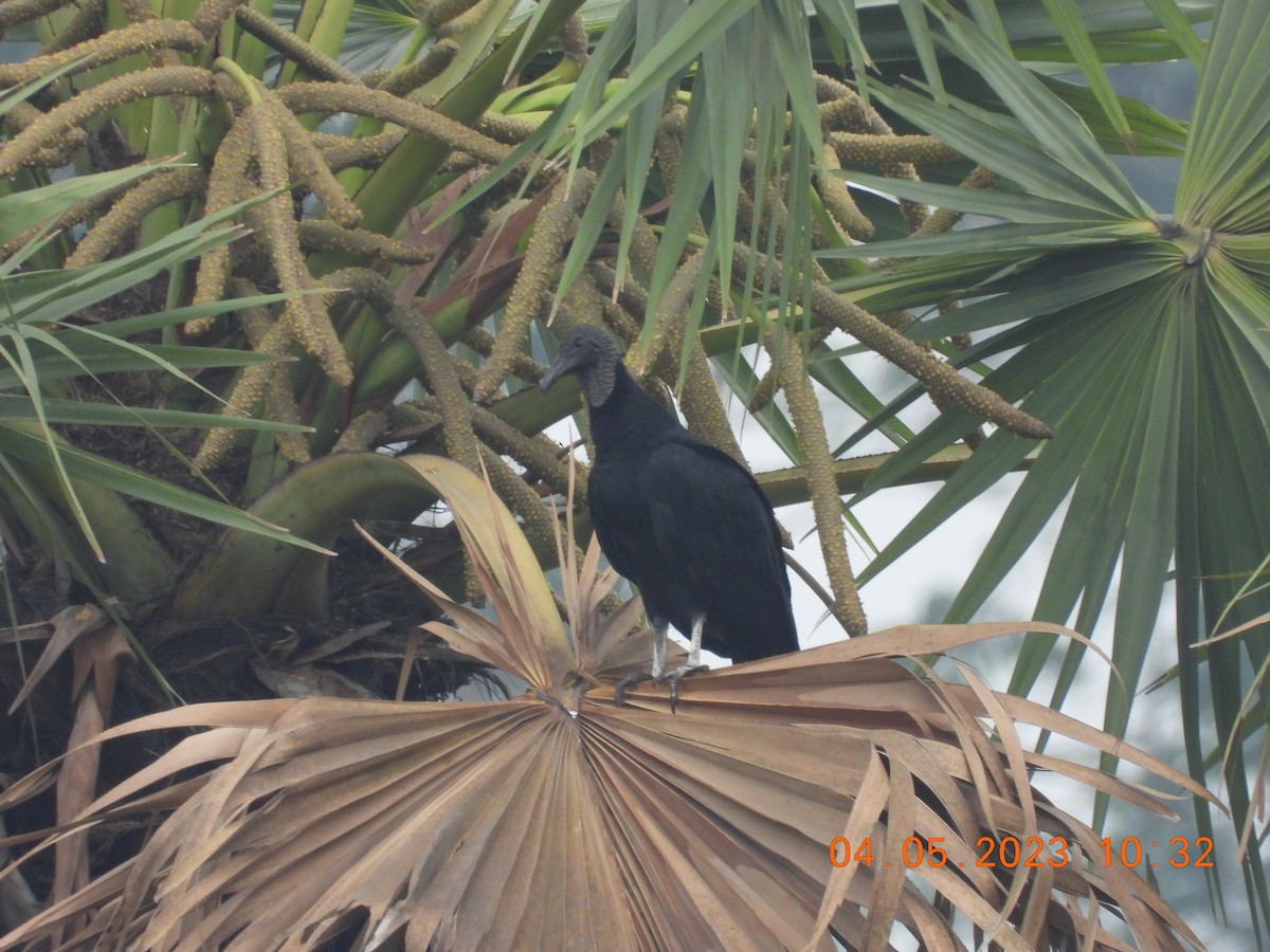 Black Vulture - Ratul Singha