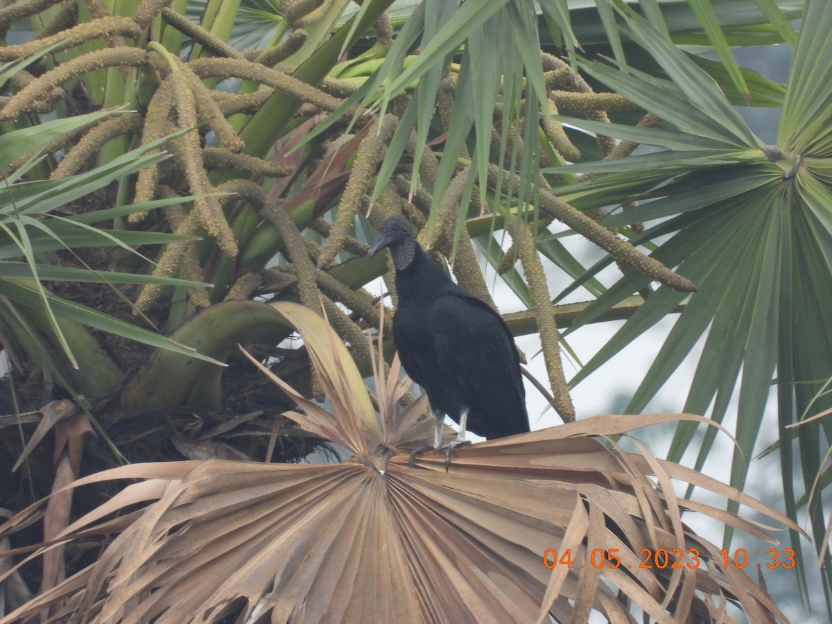 Black Vulture - Ratul Singha