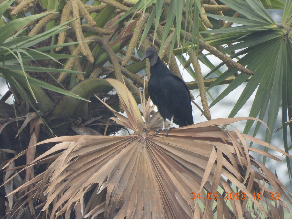 Black Vulture - Ratul Singha