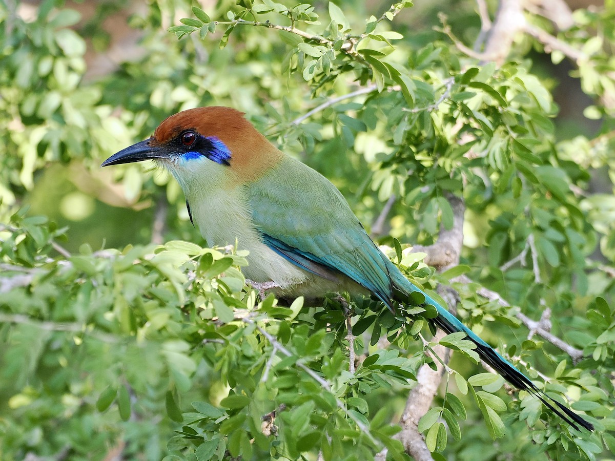 Russet-crowned Motmot - ML614881371