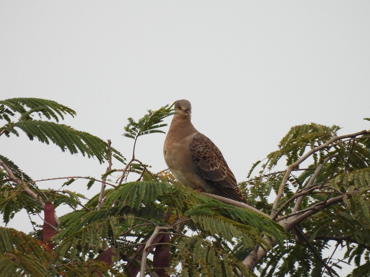 Oriental Turtle-Dove - ML614881374