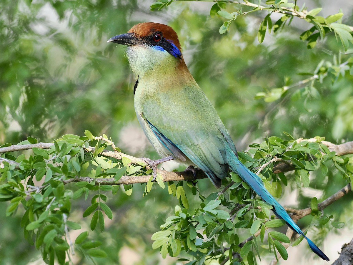 Russet-crowned Motmot - ML614881383