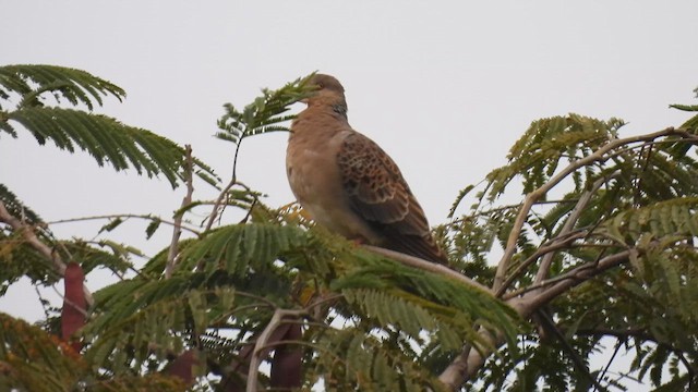 Oriental Turtle-Dove - ML614881384