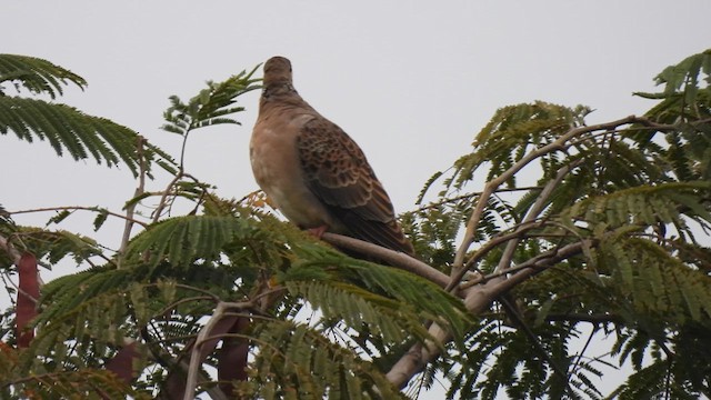 Oriental Turtle-Dove - ML614881391