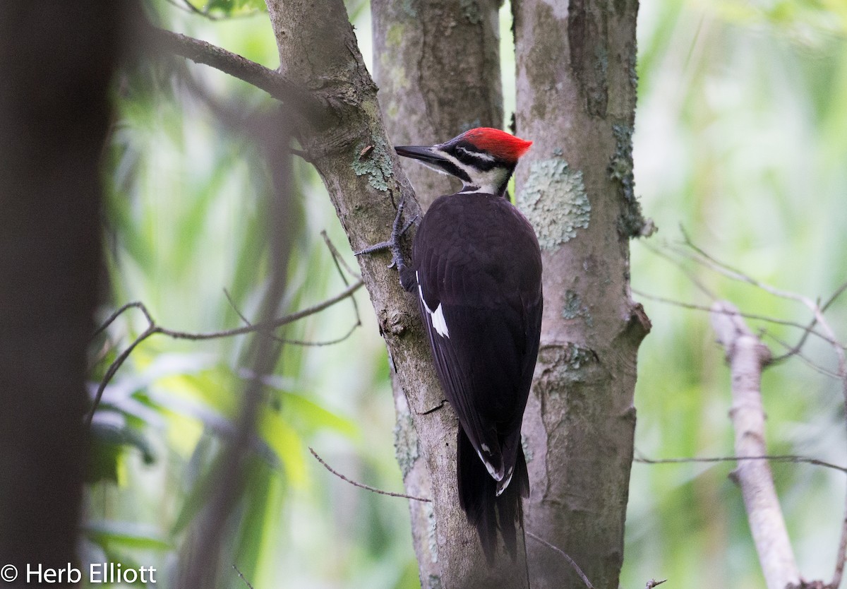 Pileated Woodpecker - ML61488141