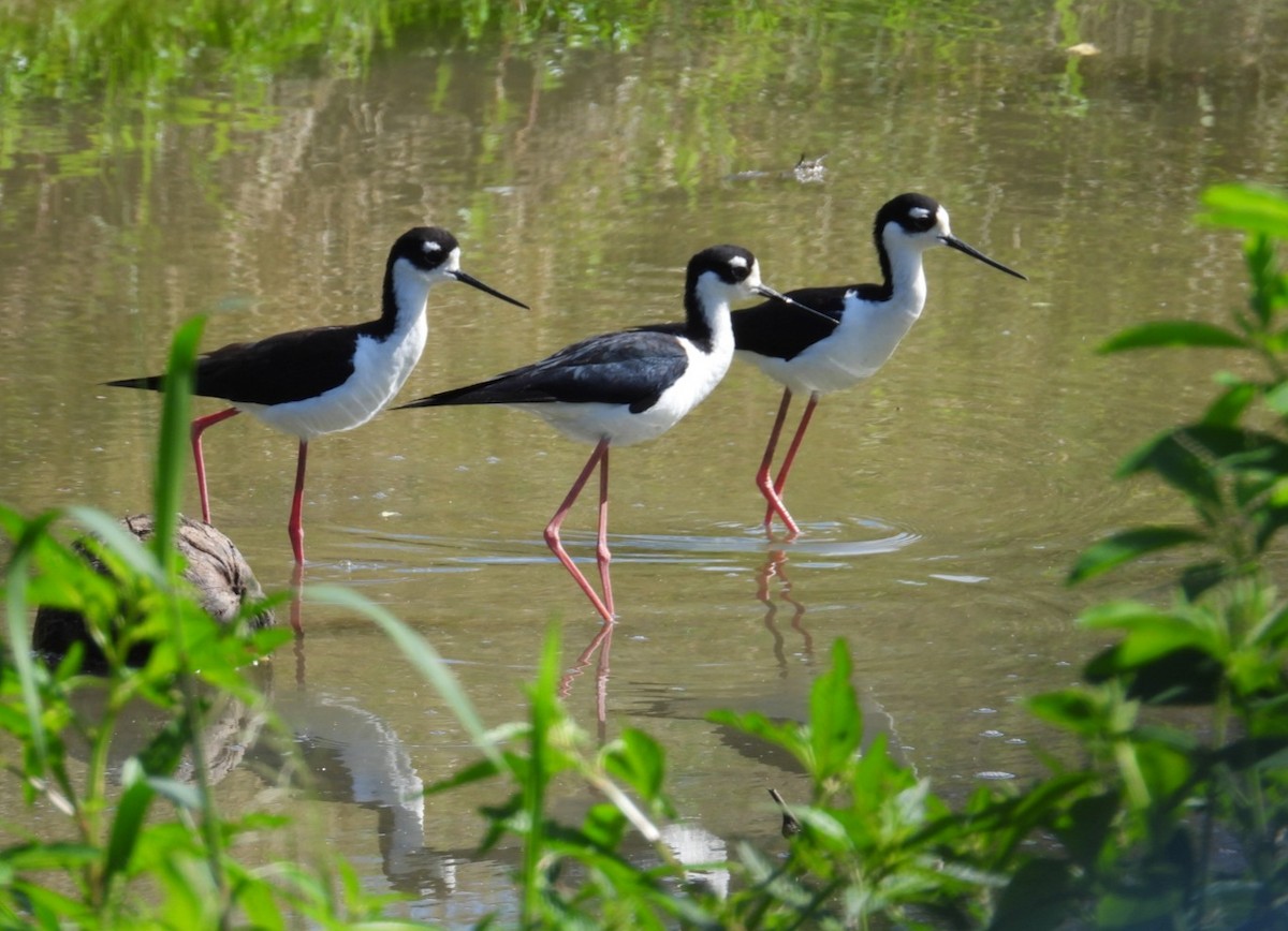 Black-necked Stilt - ML614881431