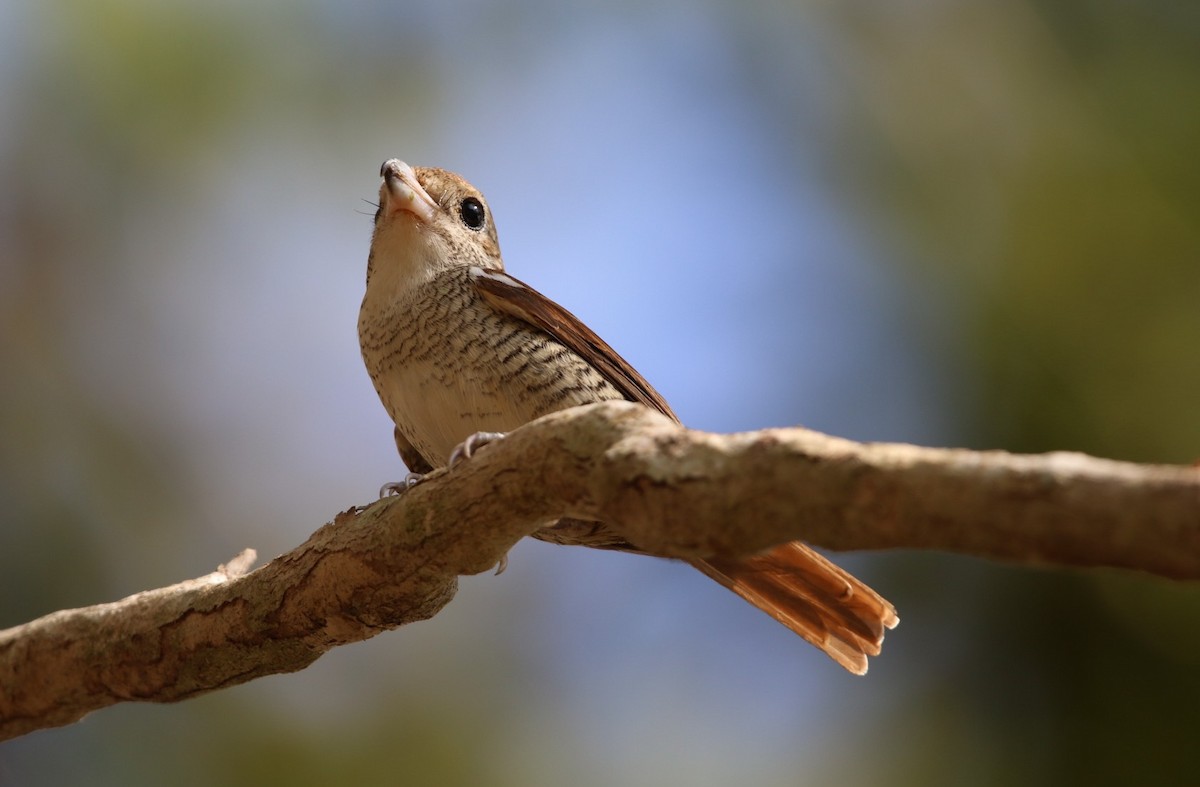 Tiger Shrike - ML614881439