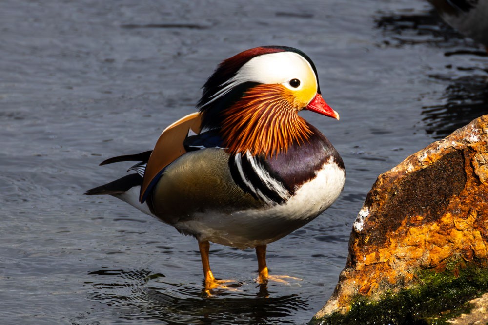 Mandarin Duck - ML614881454