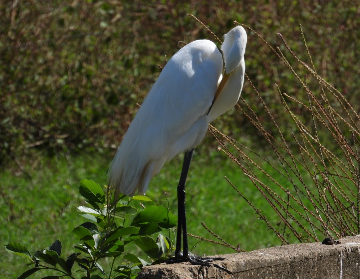 Great Egret - ML614881455