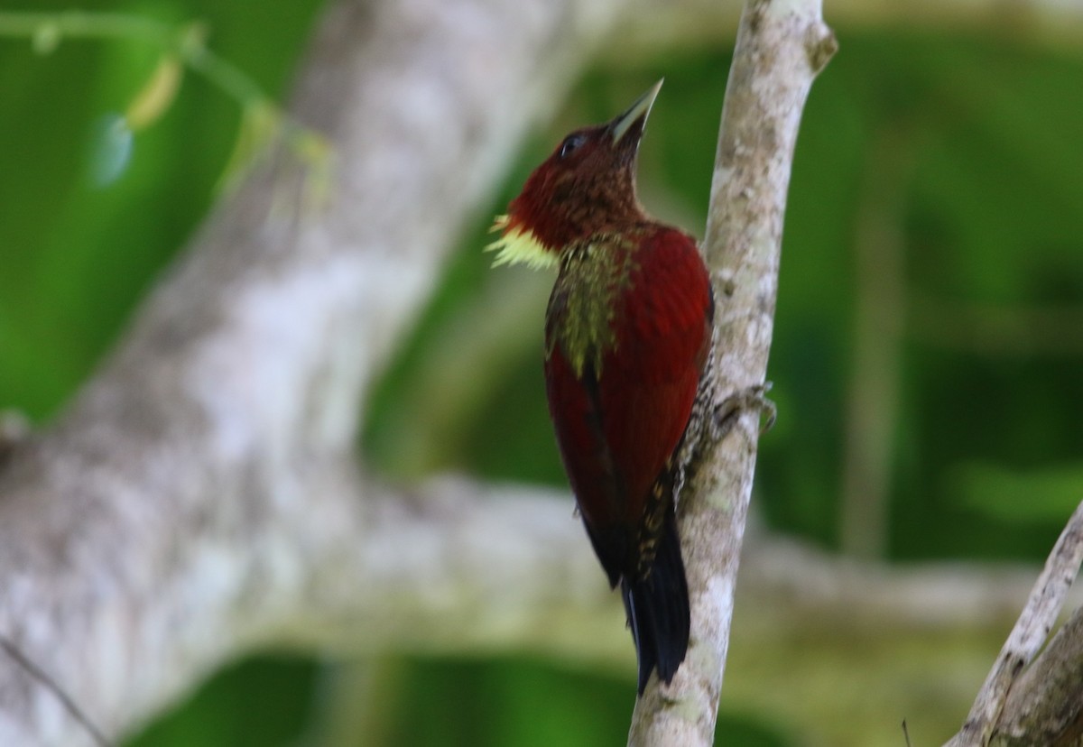 Banded Woodpecker - ML614881461