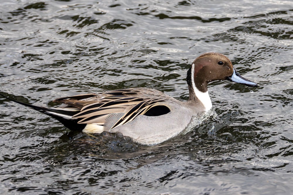 Northern Pintail - Grant Fisher