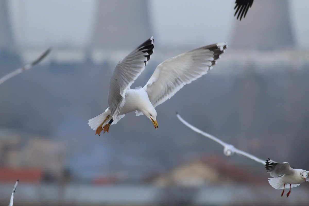 Caspian Gull - Strahil Peev