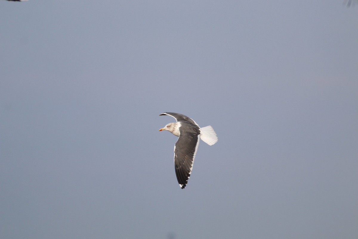 Lesser Black-backed Gull - Strahil Peev