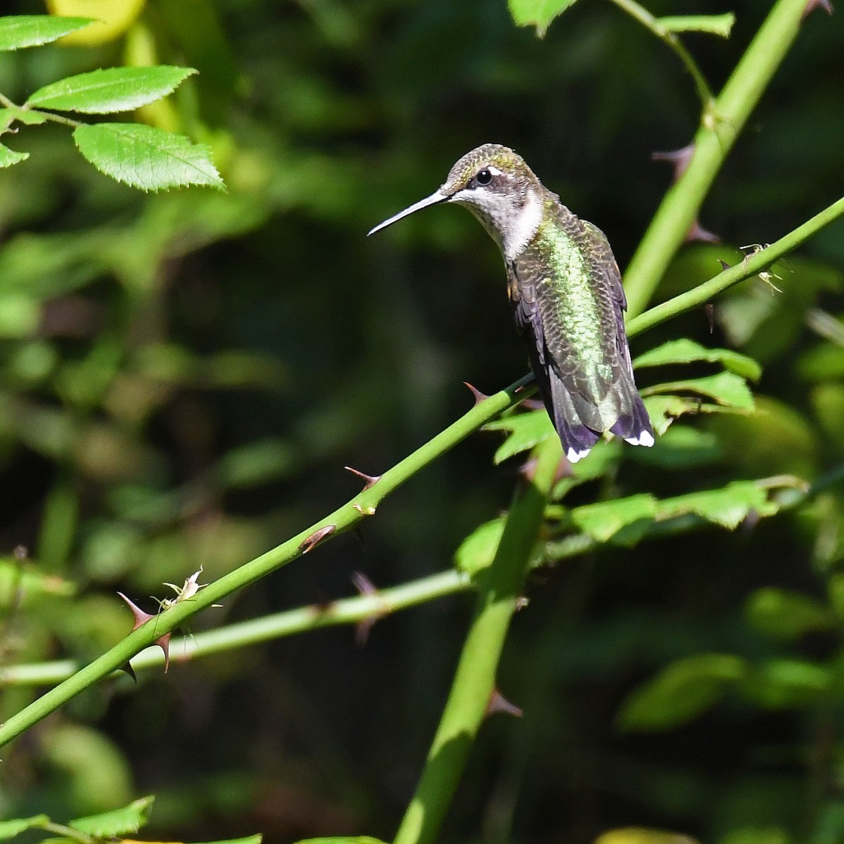 Ruby-throated Hummingbird - ML614881602