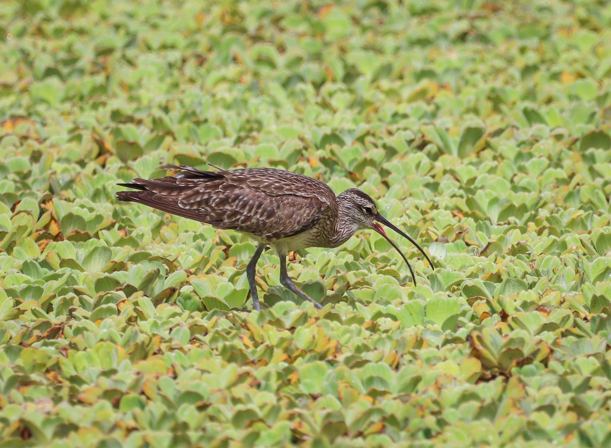 Whimbrel - Elby Anderson A Silva