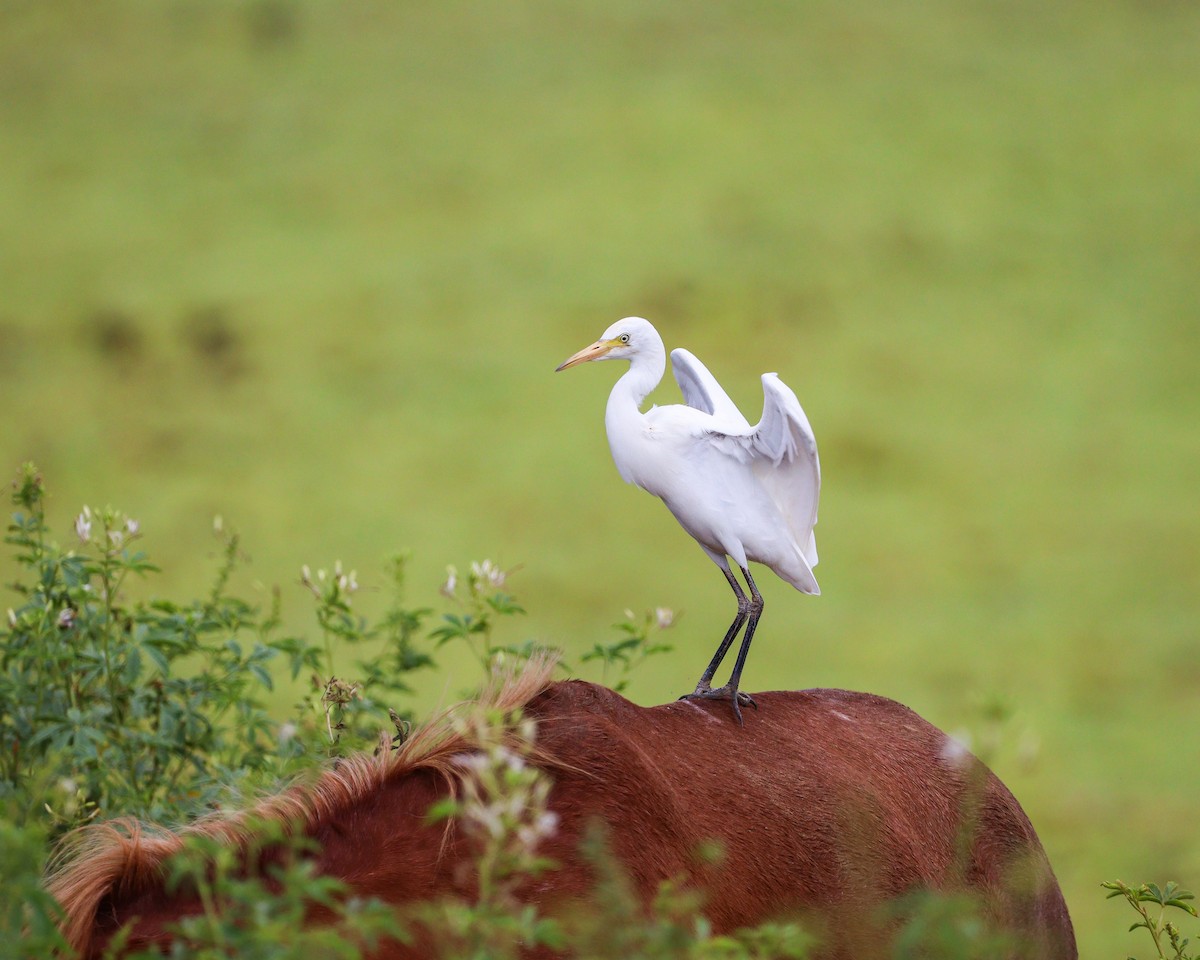 Western Cattle Egret - ML614881623