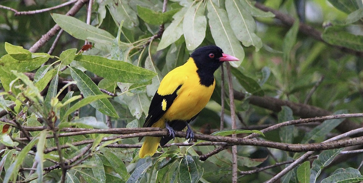 Black-hooded Oriole - ML614881687