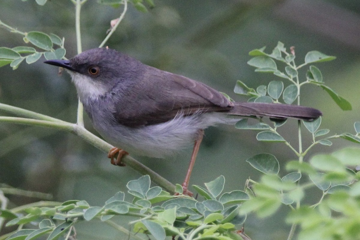 Prinia forestière - ML614881688