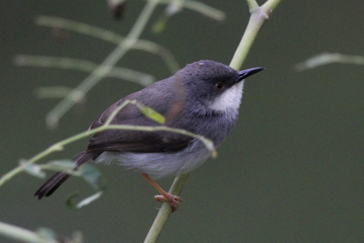 Jungle Prinia - Gehan Gunatilleke