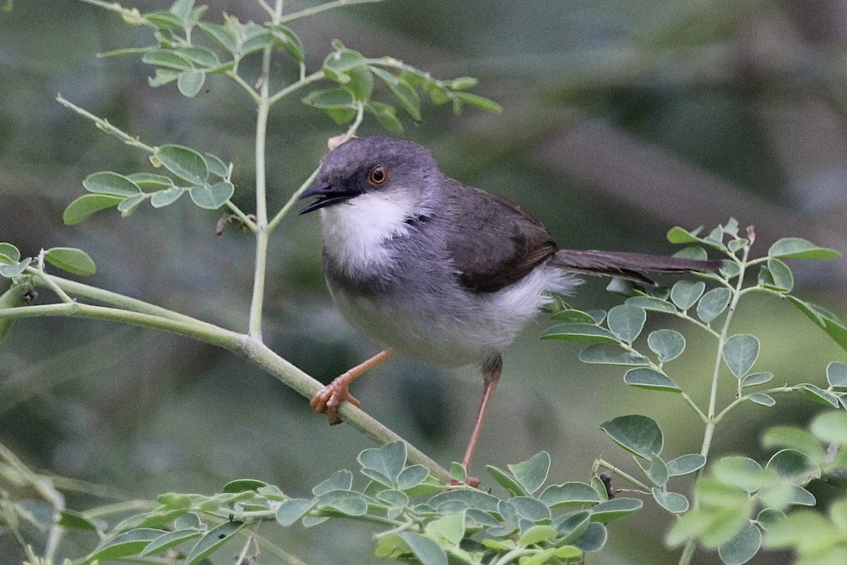 Jungle Prinia - Gehan Gunatilleke