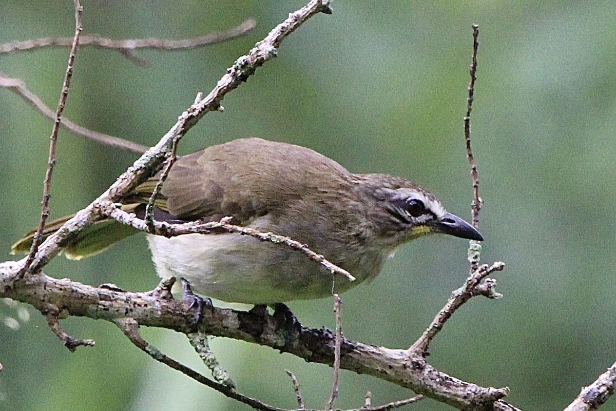 Bulbul à sourcils blancs - ML614881691