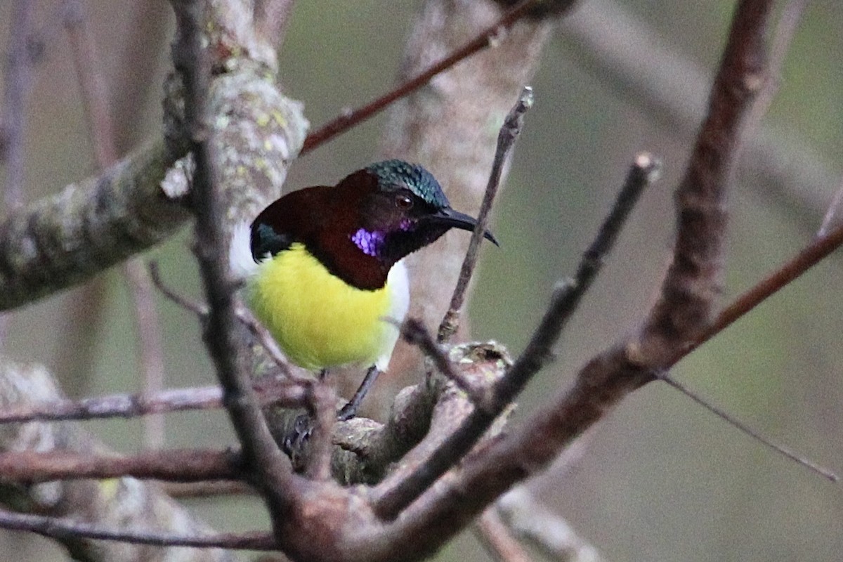 Purple-rumped Sunbird - ML614881693