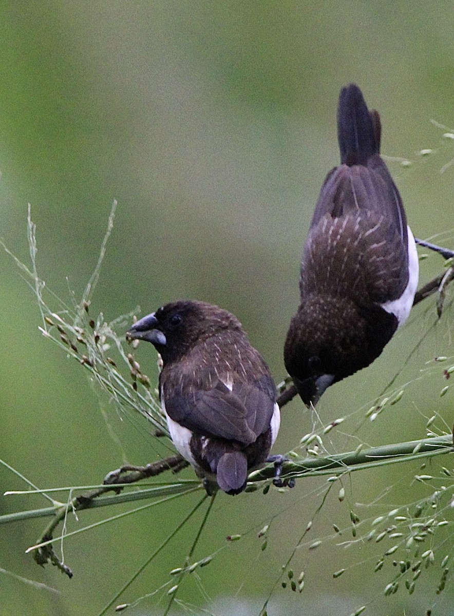 White-rumped Munia - ML614881696