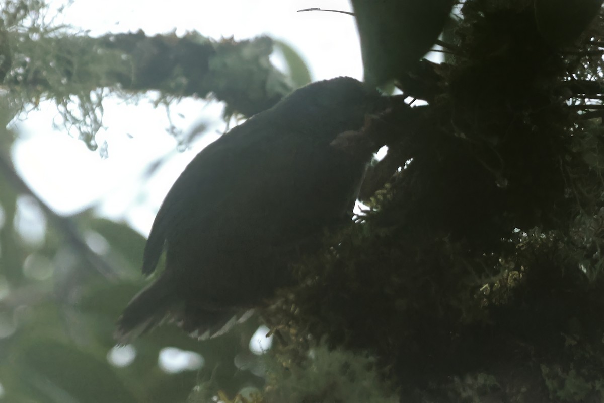 Brown-rumped Tapaculo - Russ Ruffing