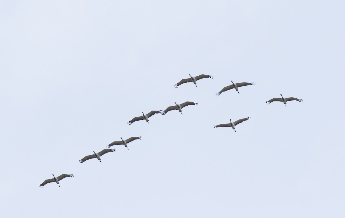 Demoiselle Crane - ML614881735