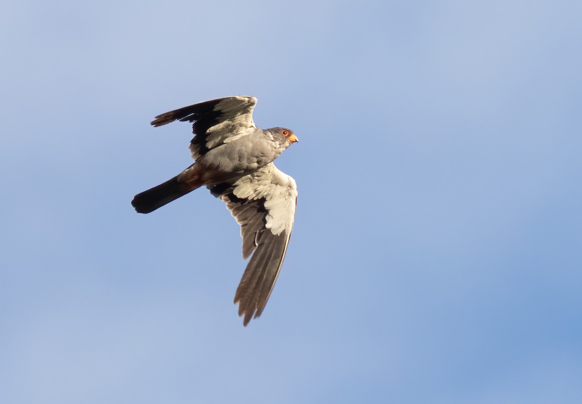 Amur Falcon - ML614881813