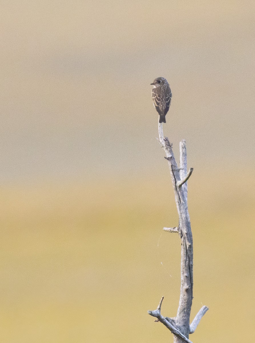 Papamoscas Siberiano - ML614881833