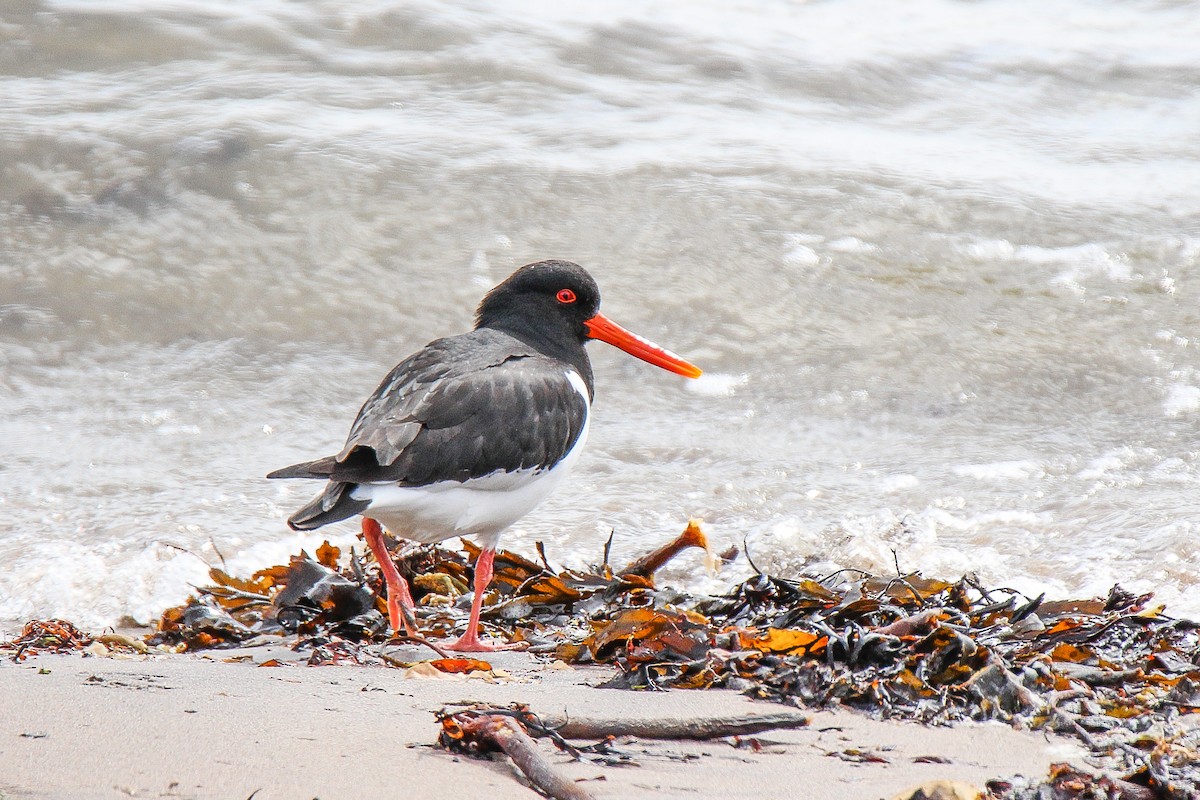 Eurasian Oystercatcher - ML614881890