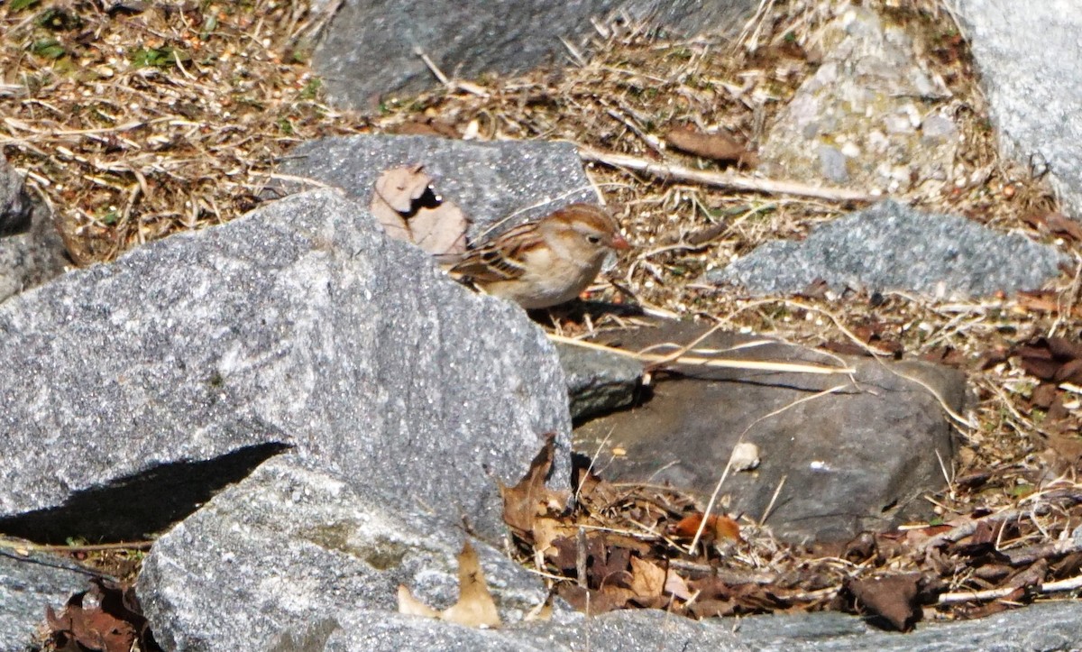 Field Sparrow - ML614881906